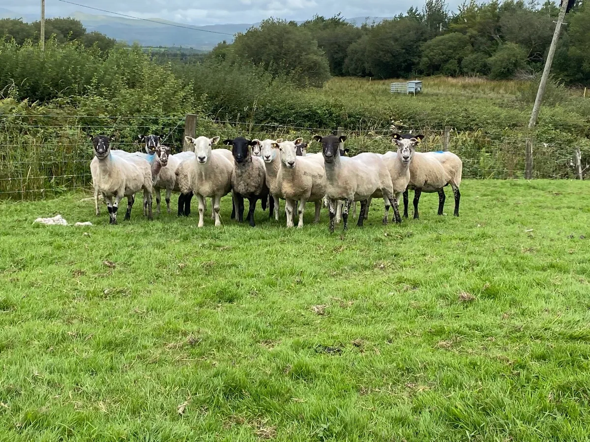 14 Super Breeding Ewes - Image 4