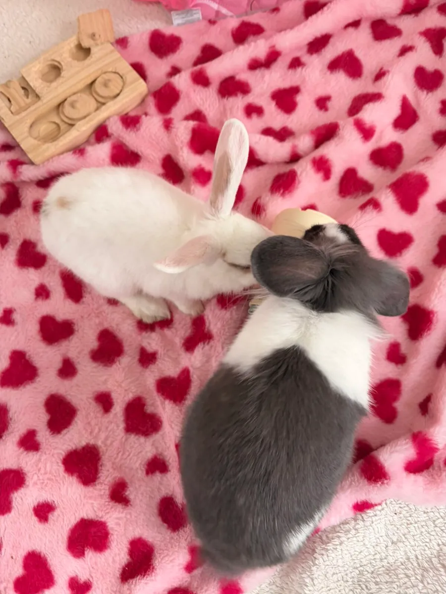 Rabbits and pen - Image 1