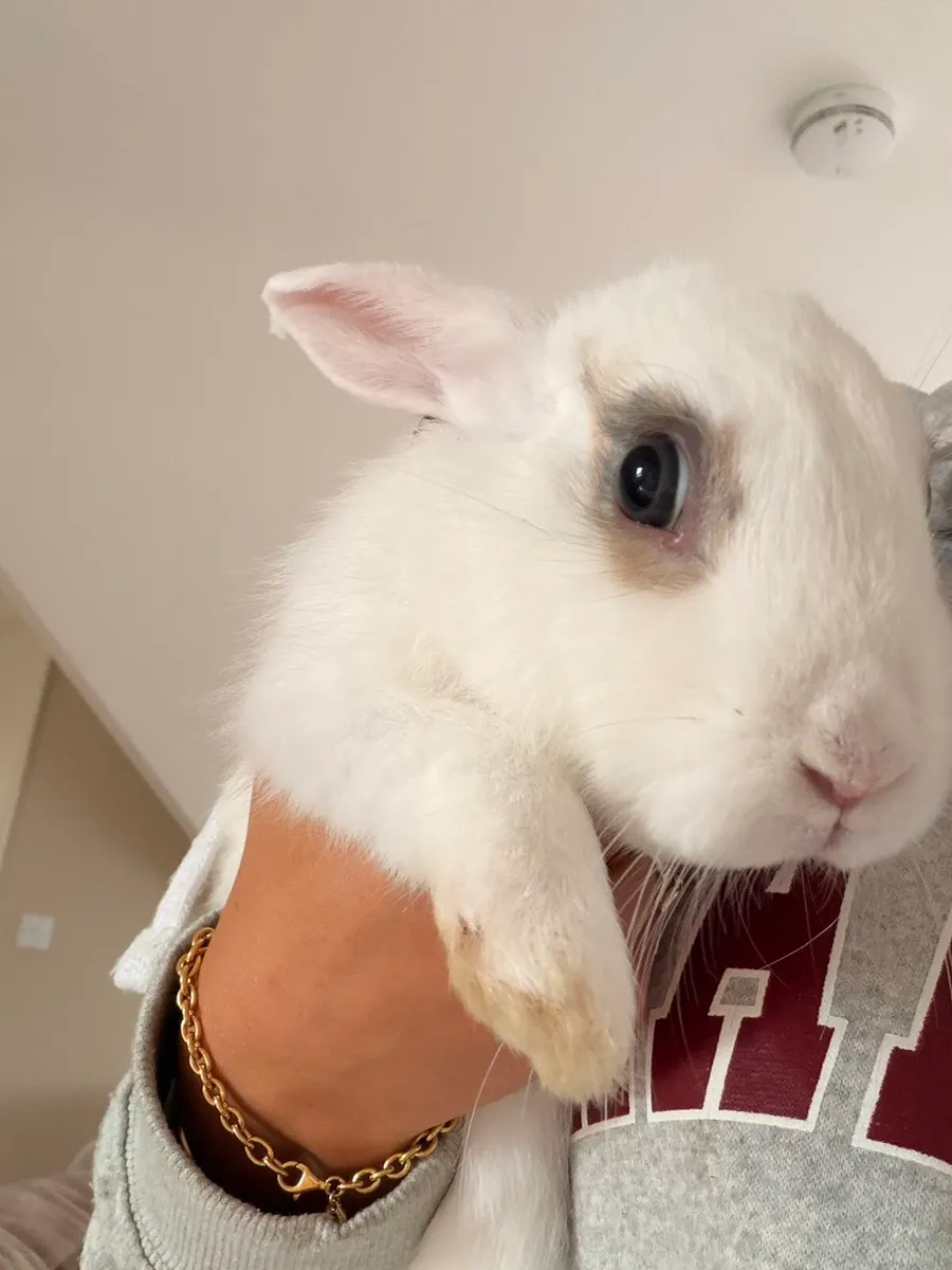 Rabbits and pen - Image 3