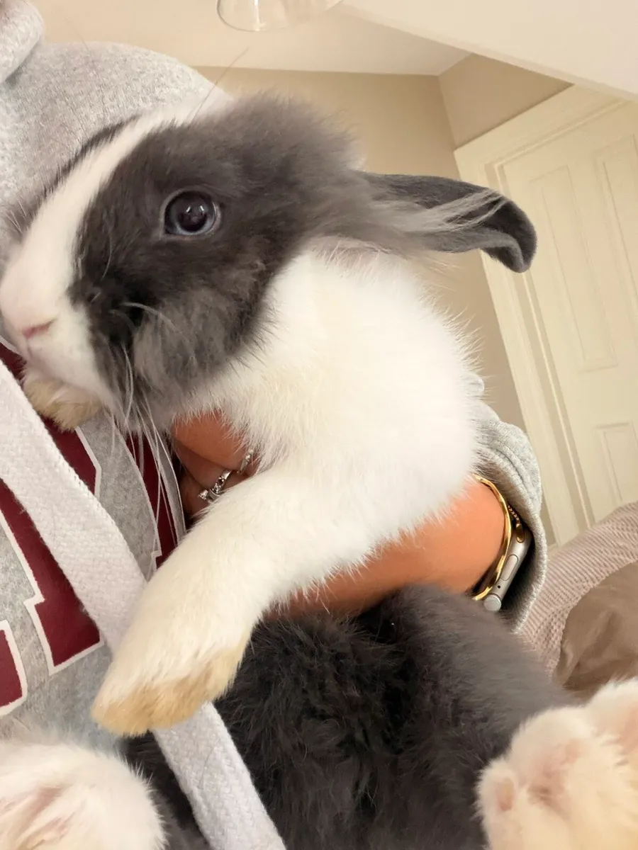 Rabbits and pen - Image 4