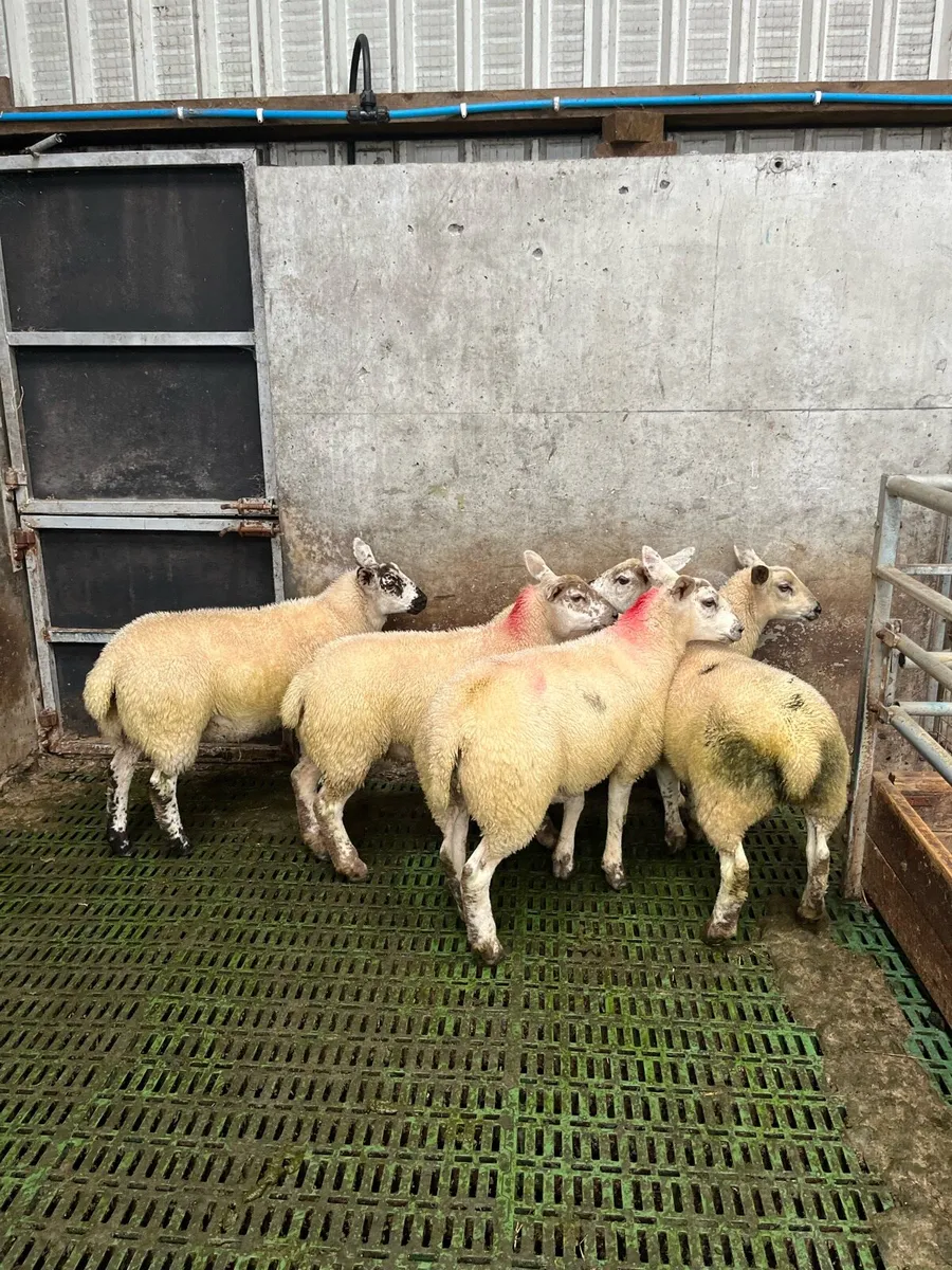 Ewe lambs - Image 1