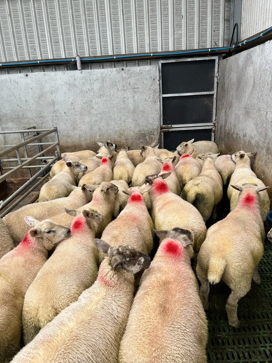 Ewe lambs - Image 2