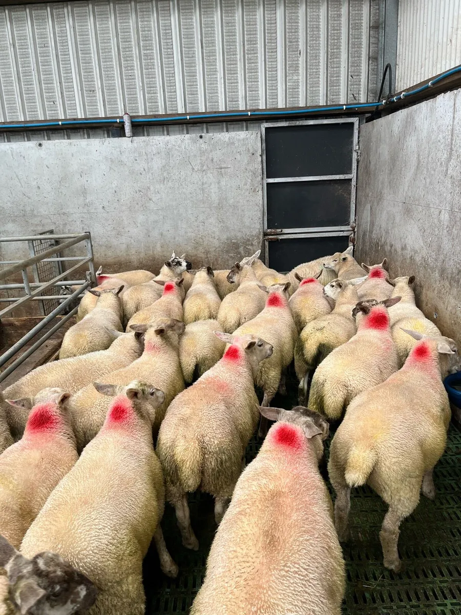 Ewe lambs - Image 3