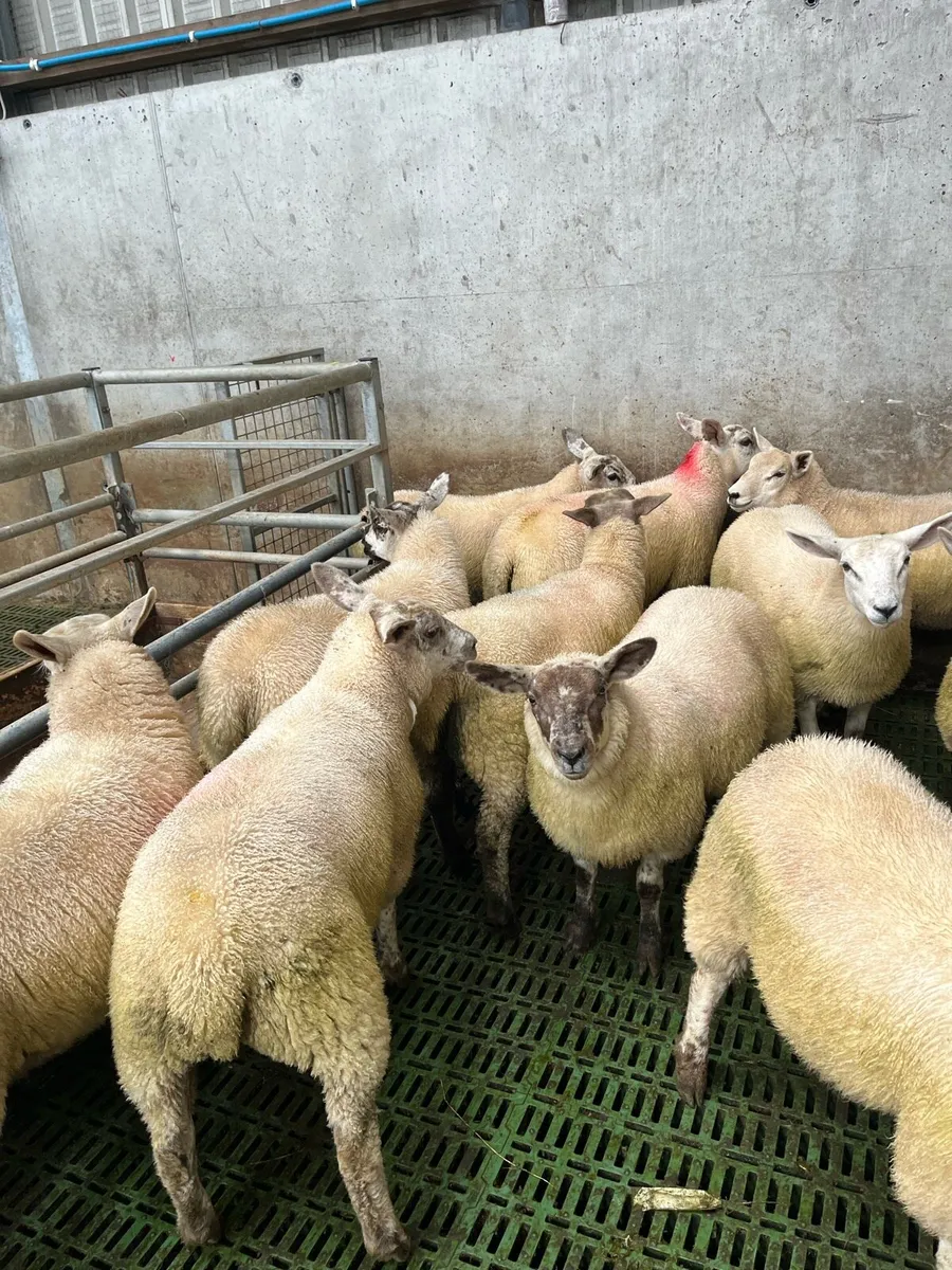 Ewe lambs - Image 4