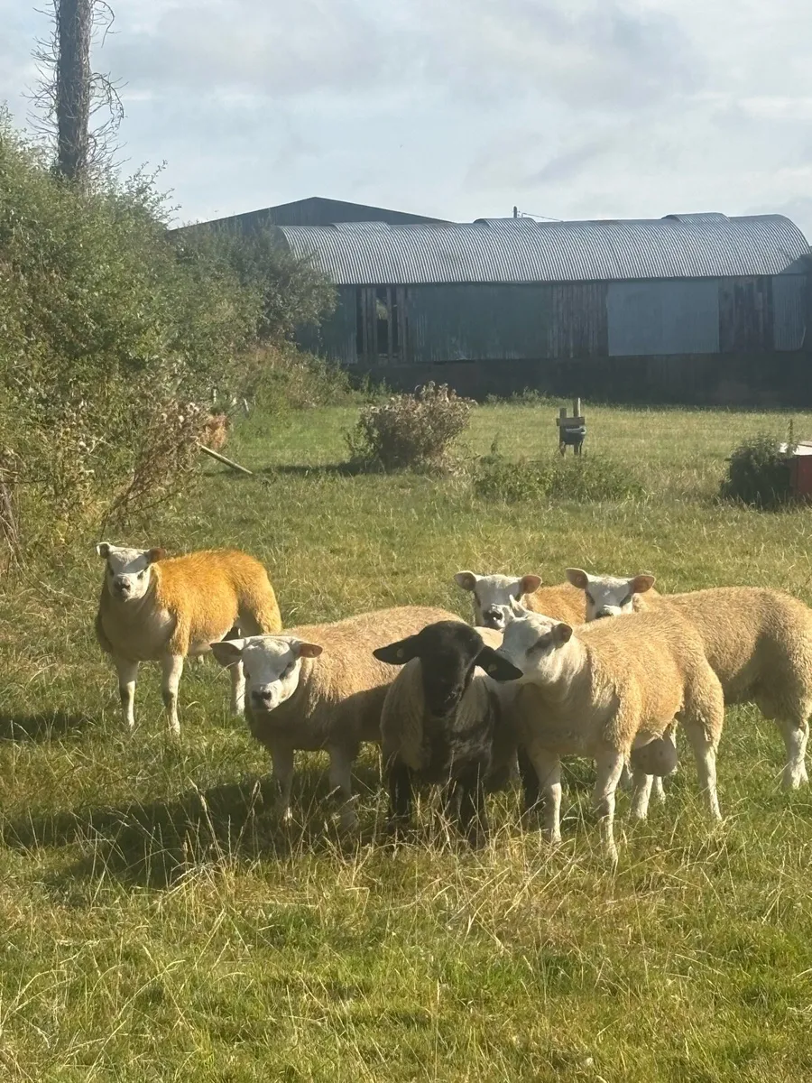 Sis , Fit and active rams ! - Image 1
