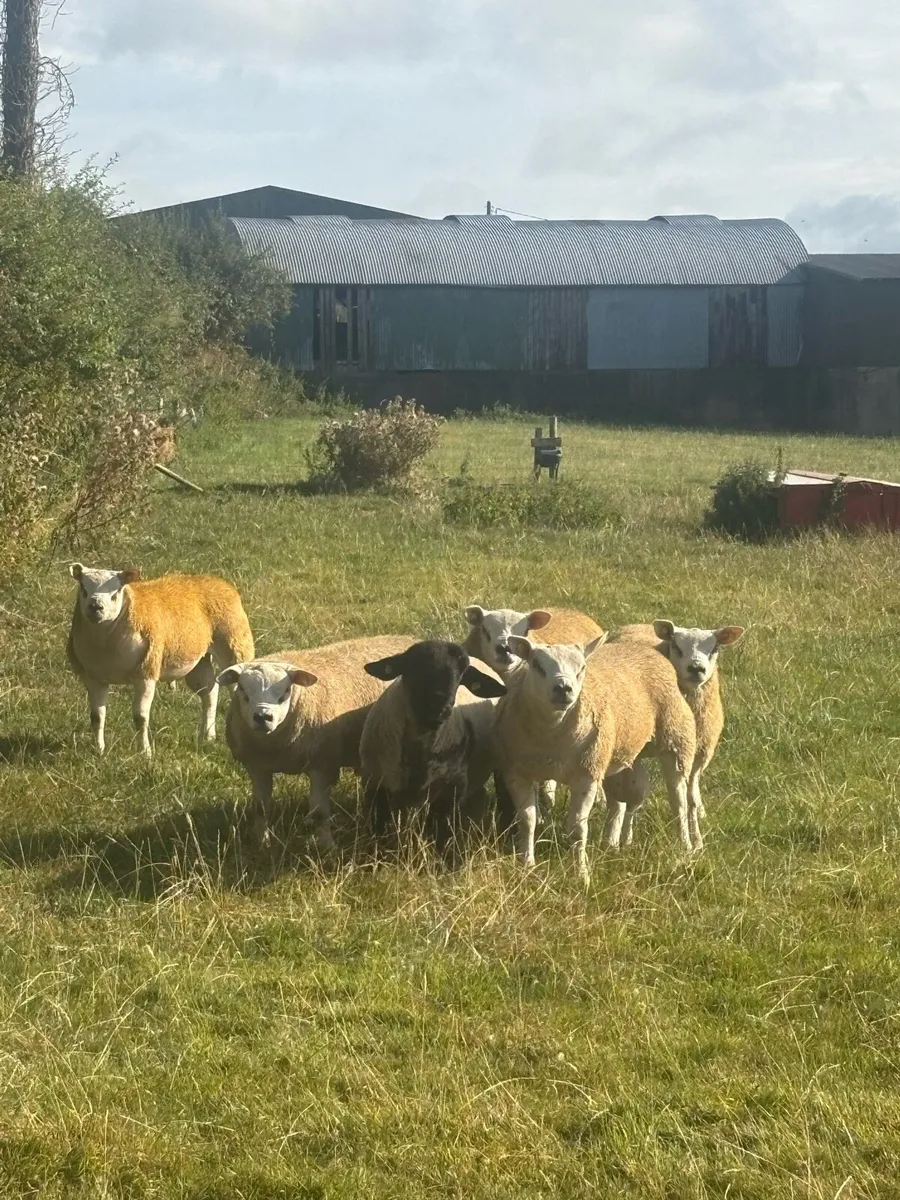 Sis , Fit and active rams ! - Image 3