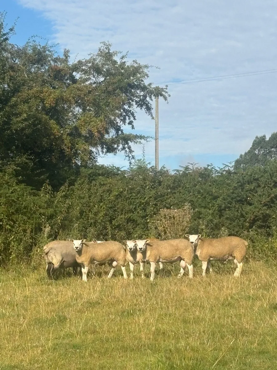 Sis , Fit and active rams ! - Image 4