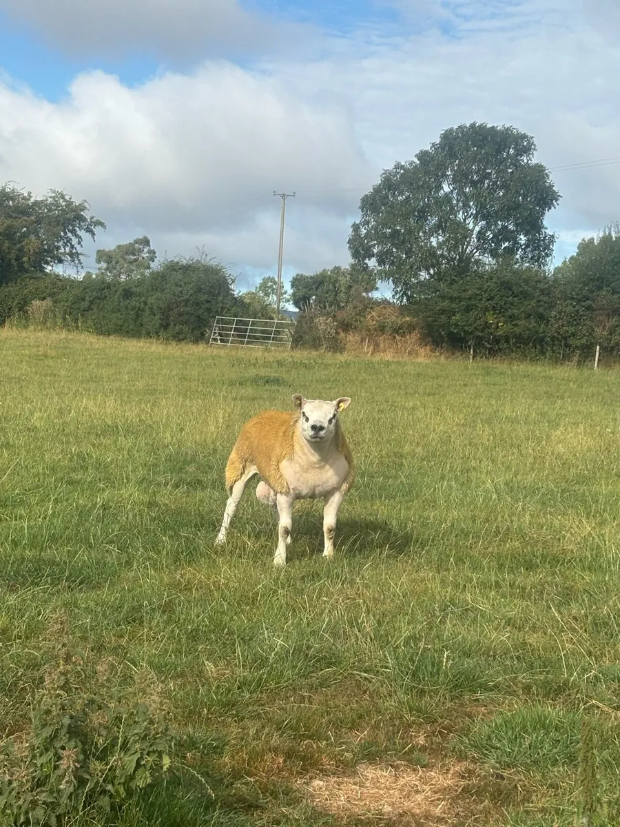 Sis , Fit and active rams ! - Image 2
