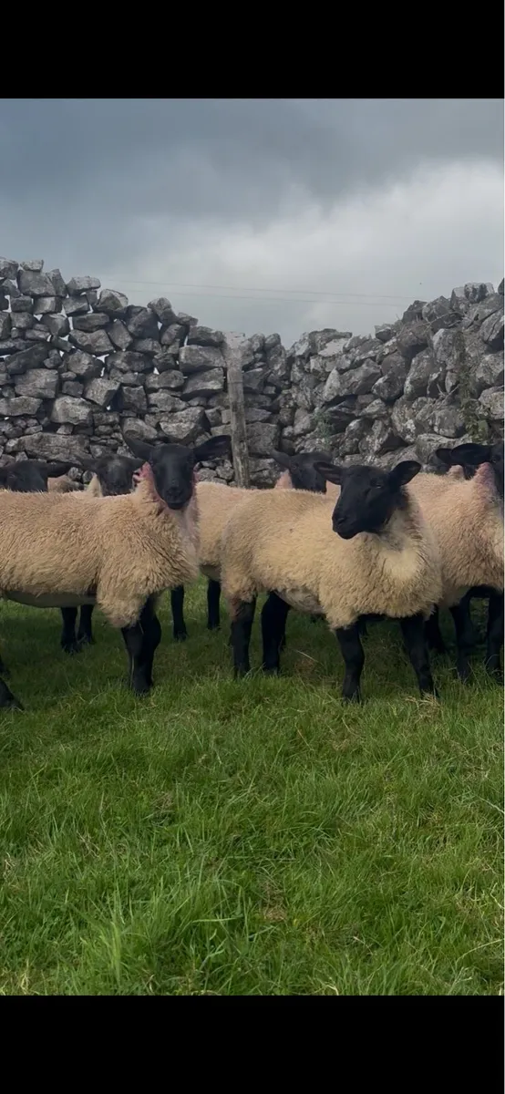 Suffolk mule Ewe lambs for Tuam show and sale - Image 3