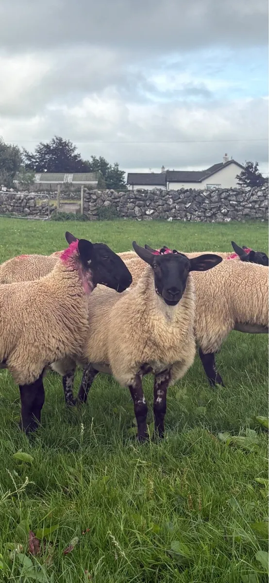 Suffolk mule Ewe lambs for Tuam show and sale - Image 4