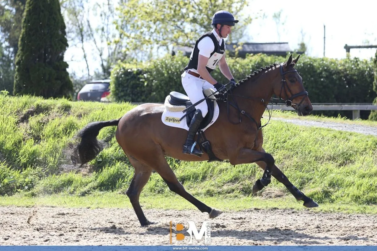4yo Eventer/All rounder - Image 1