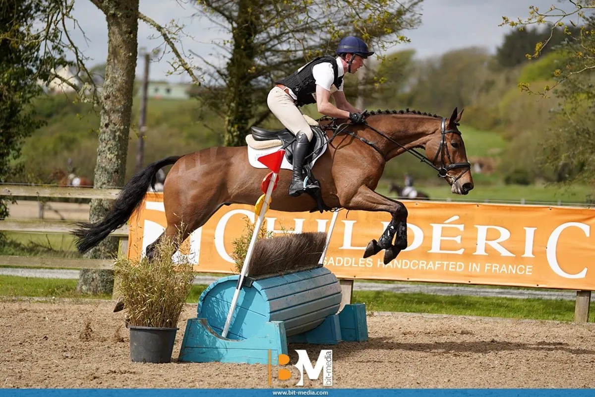 4yo Eventer/All rounder - Image 2