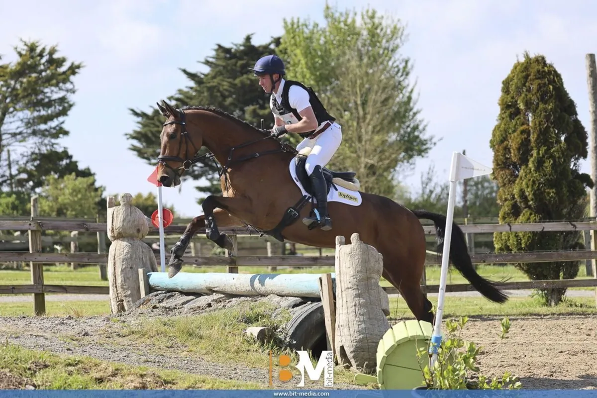 4yo Eventer/All rounder - Image 3