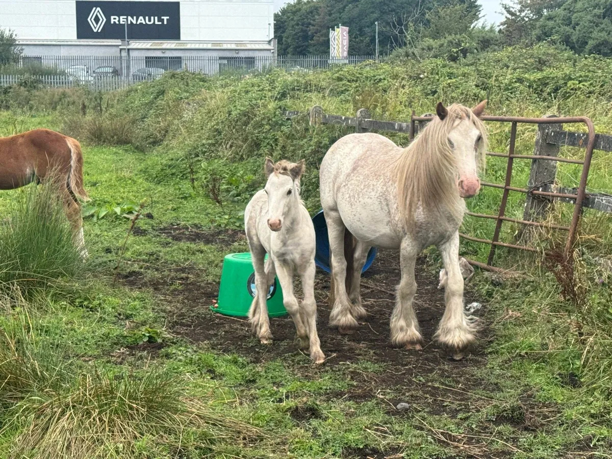Mare and foal - Image 2