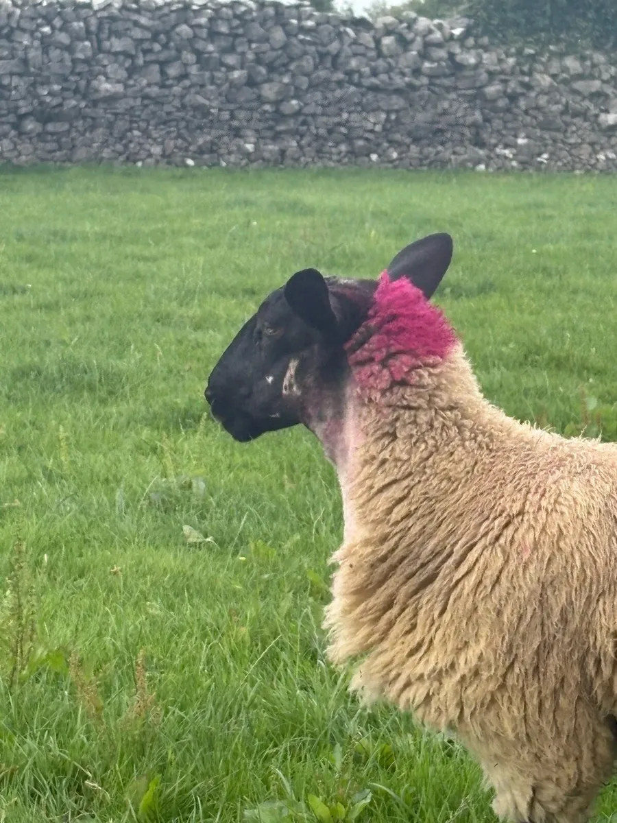 Suffolk mule Ewe lambs for Tuam show and sale - Image 2