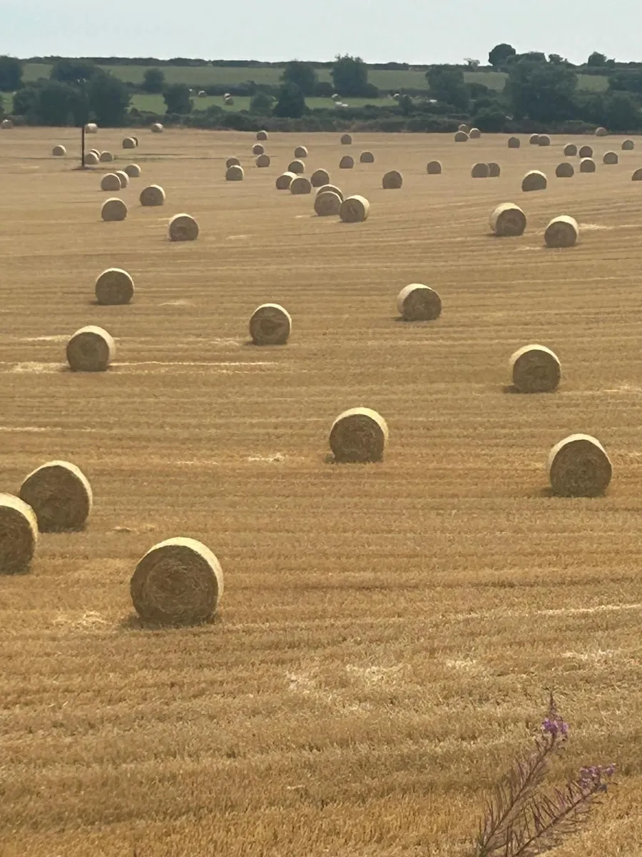 Barley Straw