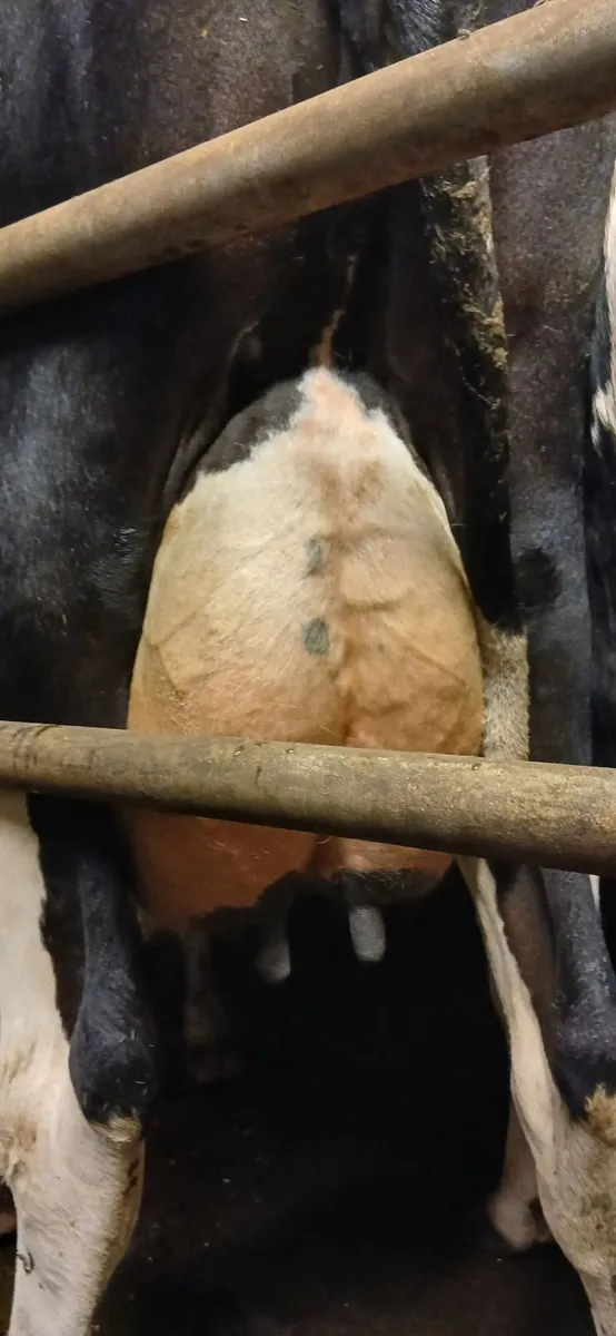 Dairy cattle - Image 2