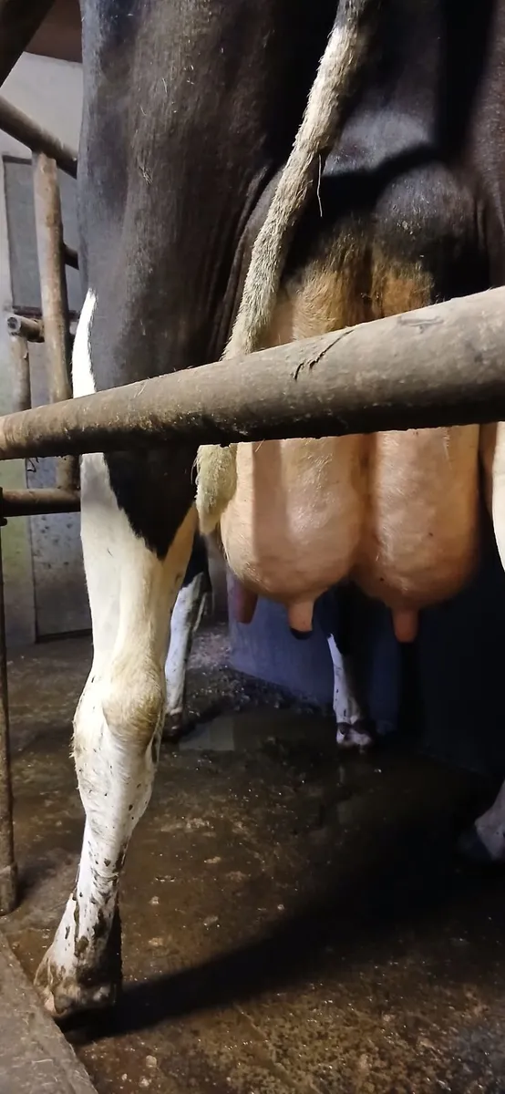 Dairy cattle - Image 3