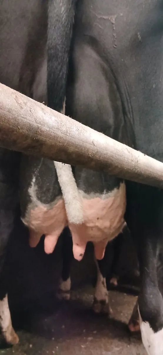 Dairy cattle - Image 1
