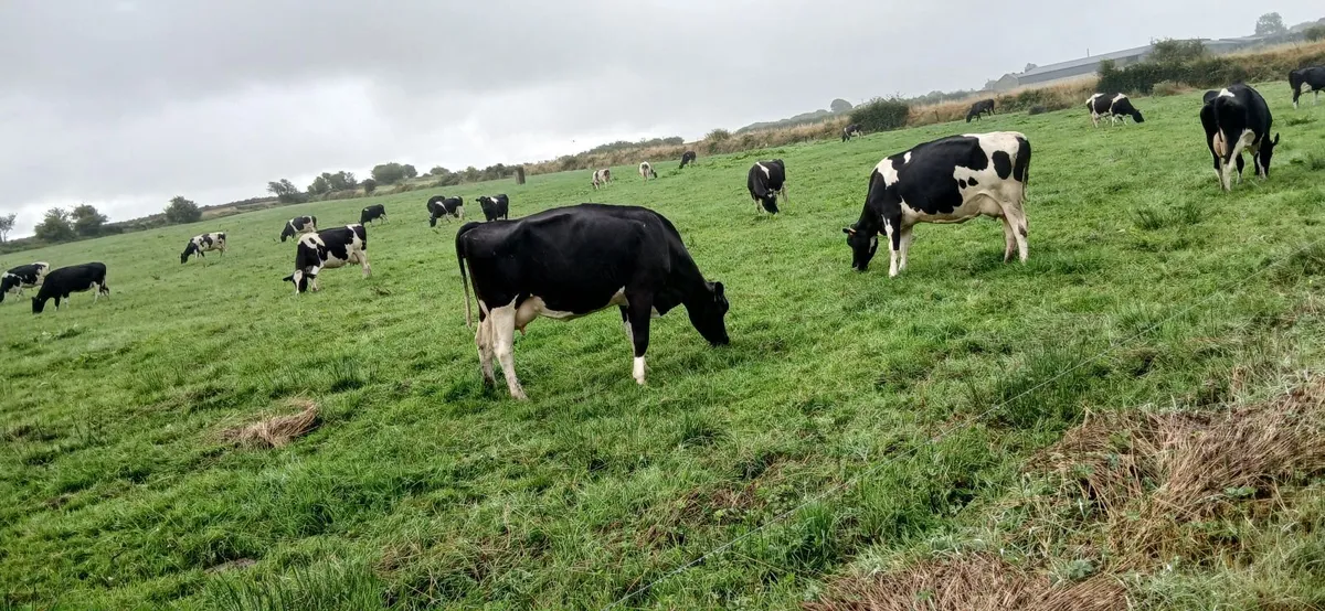 Dairy cattle - Image 4