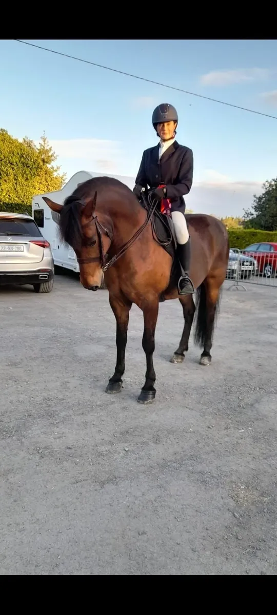 Connemara ponies in clifden sales on friday lot117 - Image 2