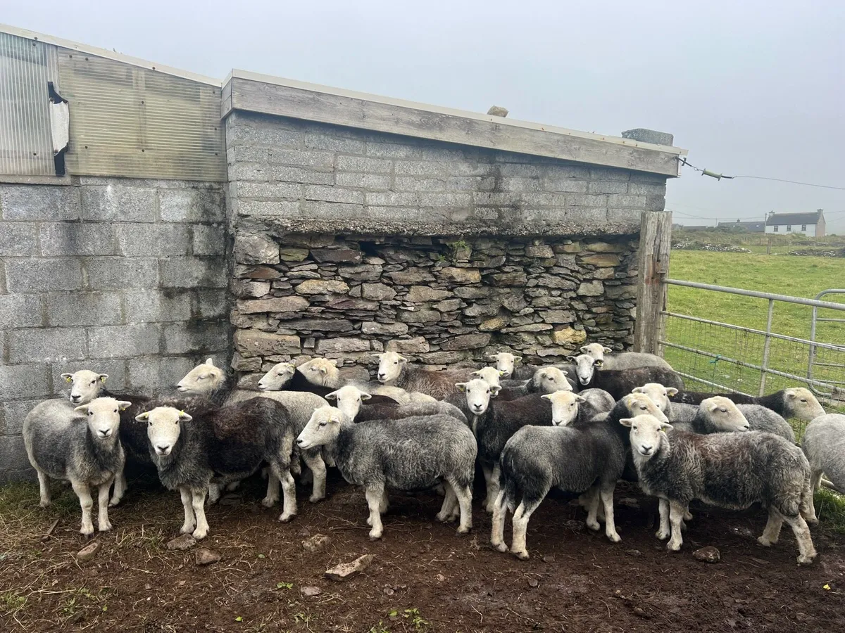 Herdwick - Milltown Mart - Image 1