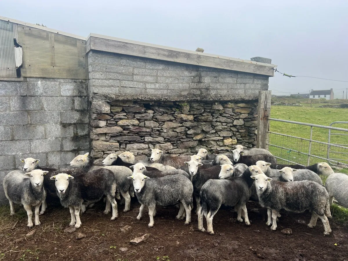 Herdwick - Milltown Mart - Image 2