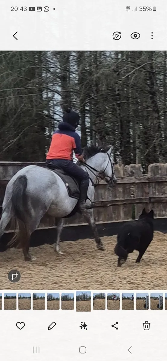 Horse - Image 4