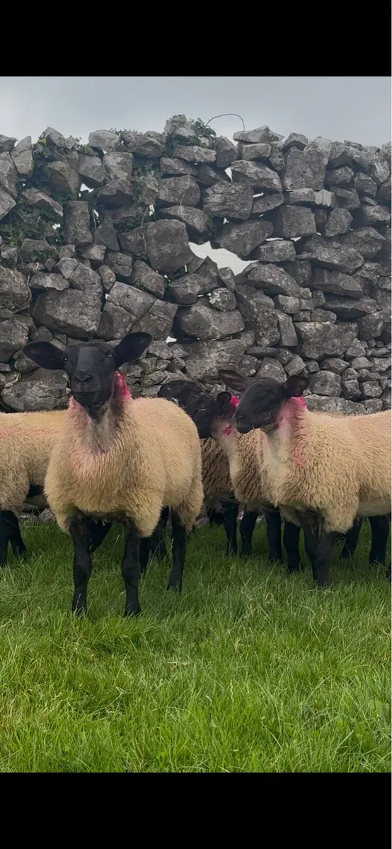 Suffolk mule Ewe lambs for Tuam show and sale - Image 1