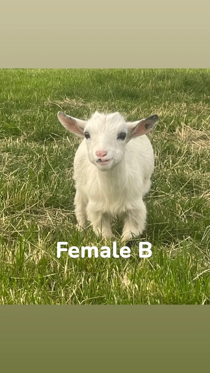 Female Pygmy kids - Image 1