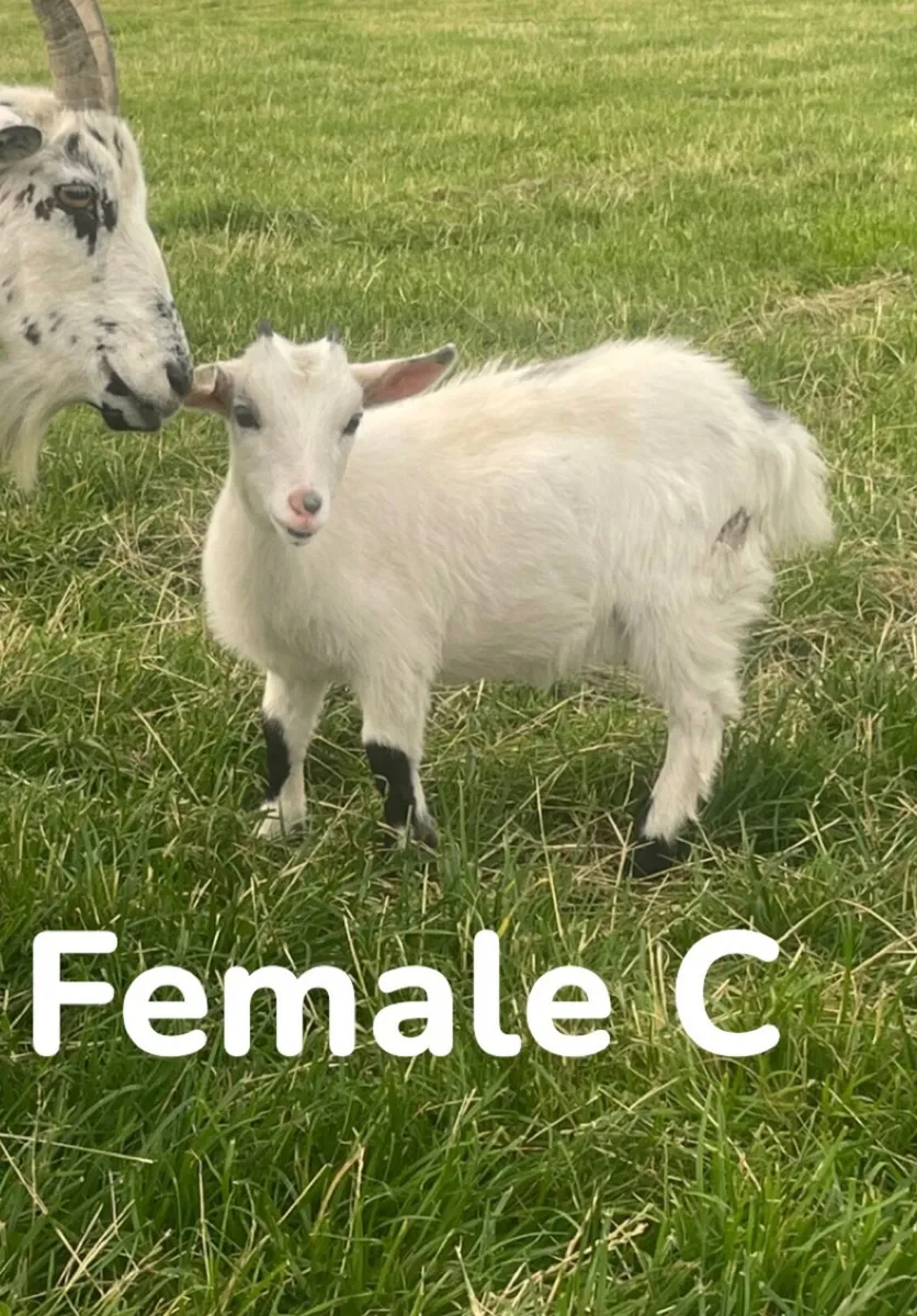 Female Pygmy kids - Image 2