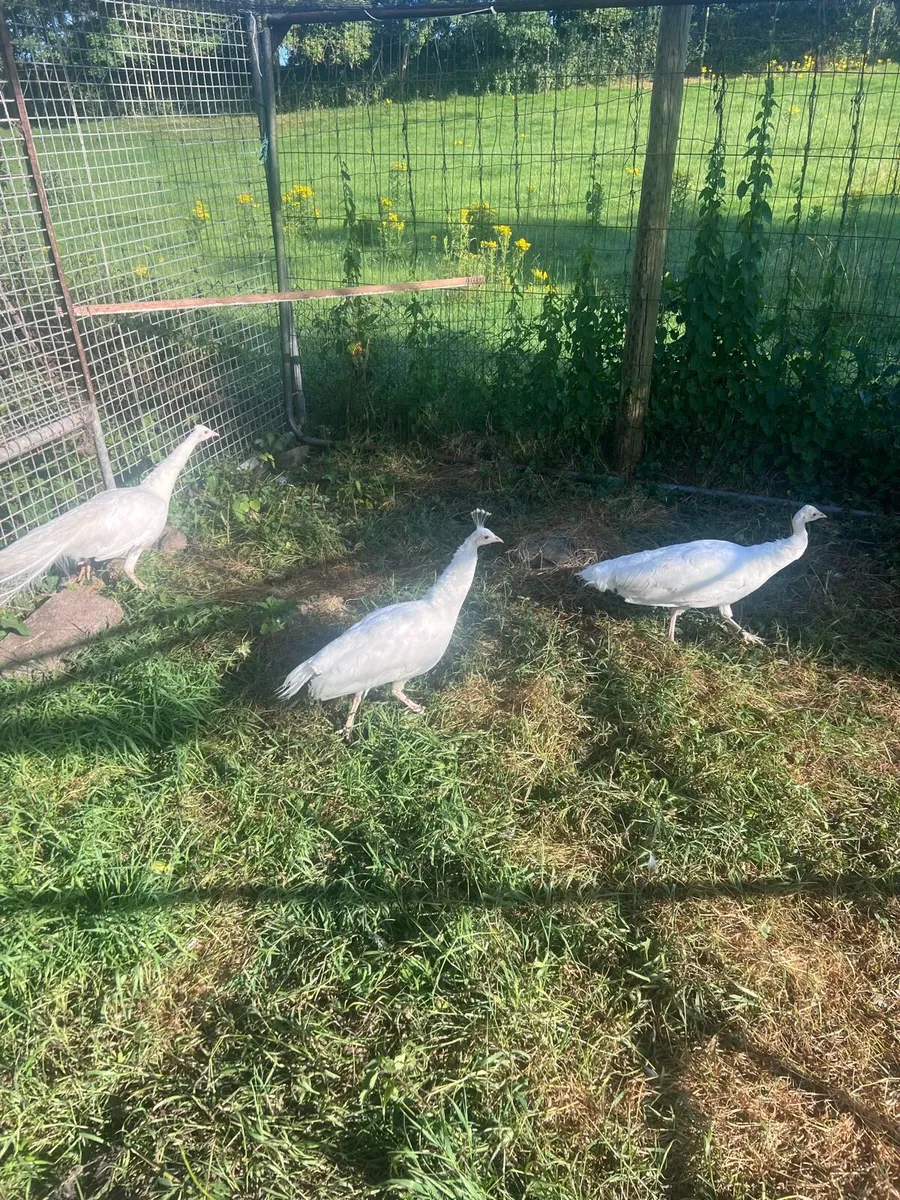 White peafowl eggs