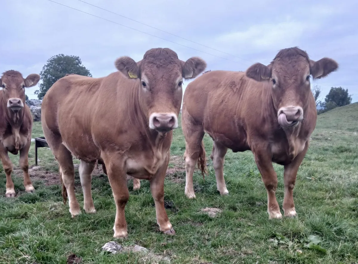 10 Pedigree Limousin heifers for sale - Image 2