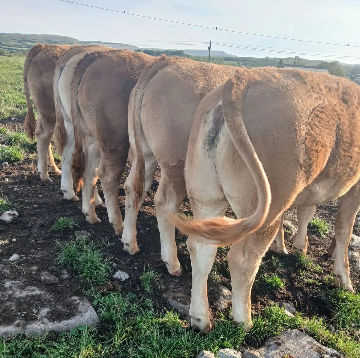 10 Pedigree Limousin heifers for sale - Image 4