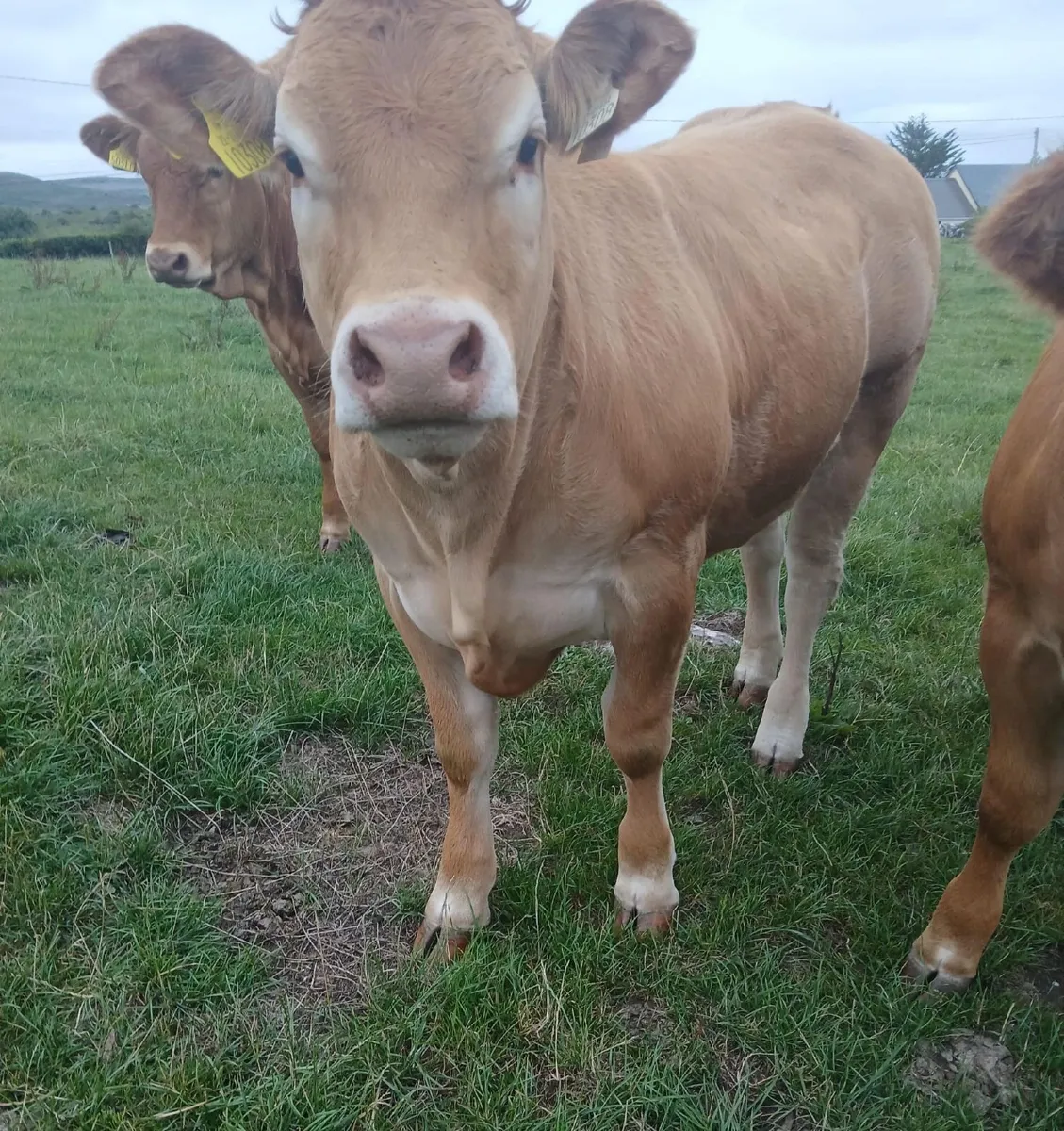 10 Pedigree Limousin heifers for sale - Image 3