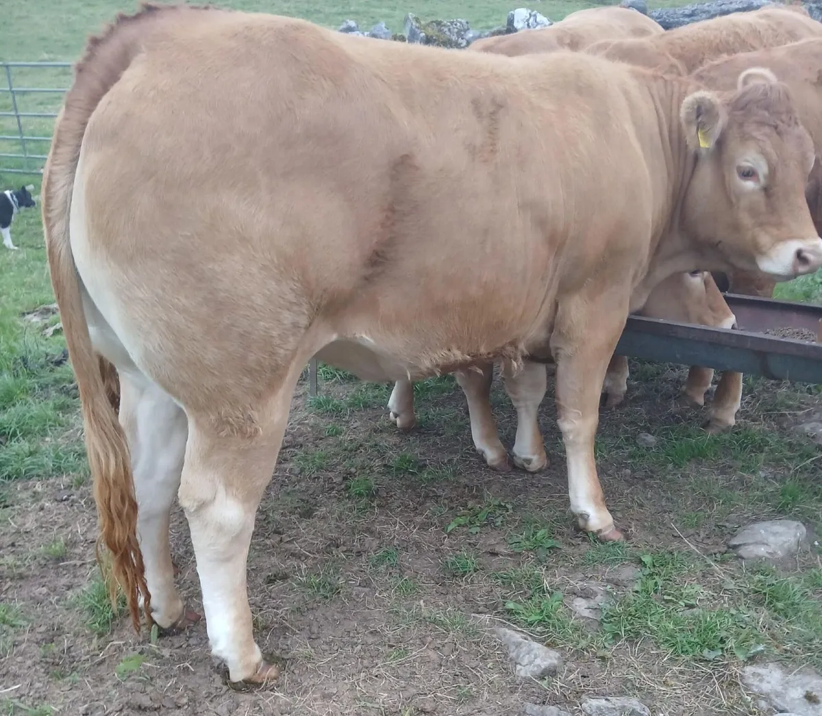 8  Pedigree Limousin heifers for sale - Image 1