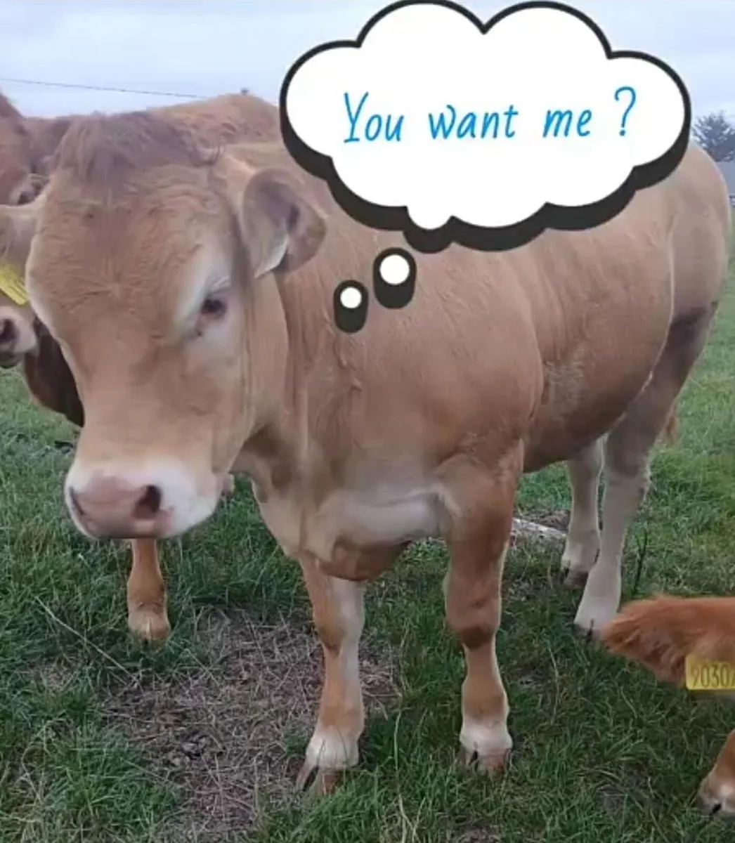 10 Pedigree Limousin heifers for sale - Image 1