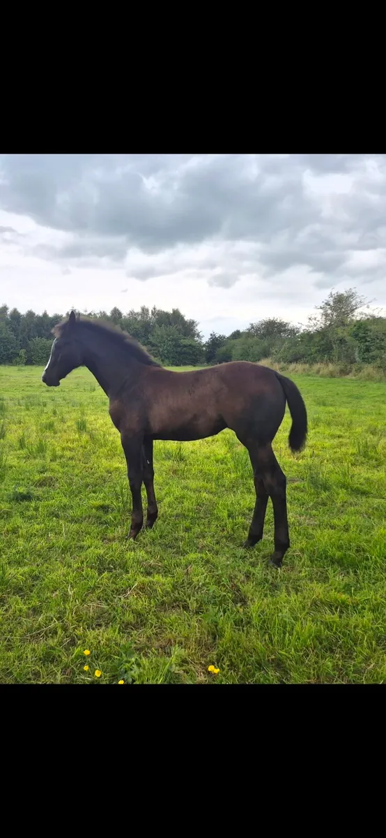 Sligo candy boy filly - Image 1