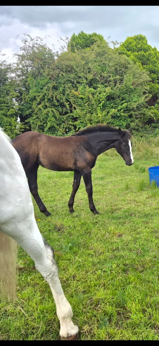 Sligo candy boy filly - Image 2
