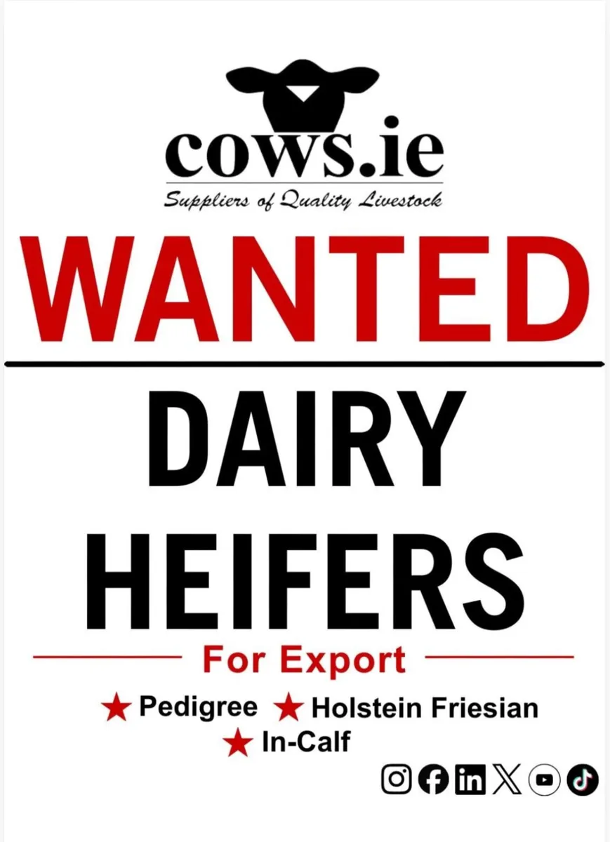 Dairy heifers for Export