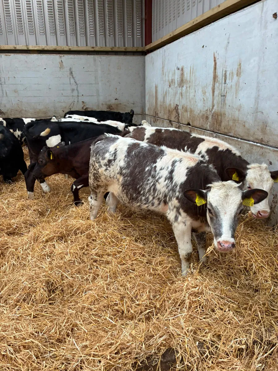 Blue and Angus heifers - Image 1