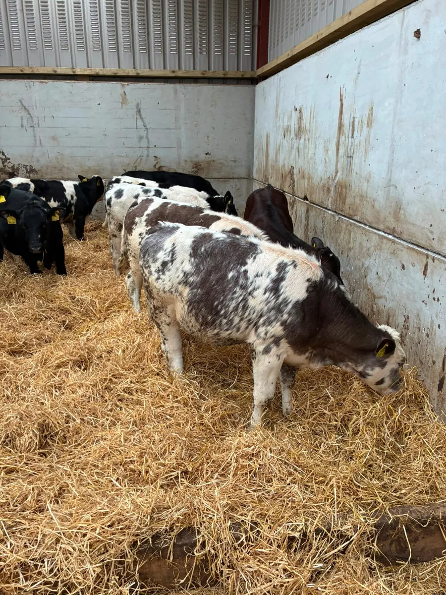 Blue and Angus heifers - Image 2
