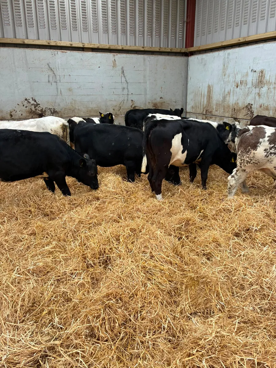 Blue and Angus heifers - Image 3