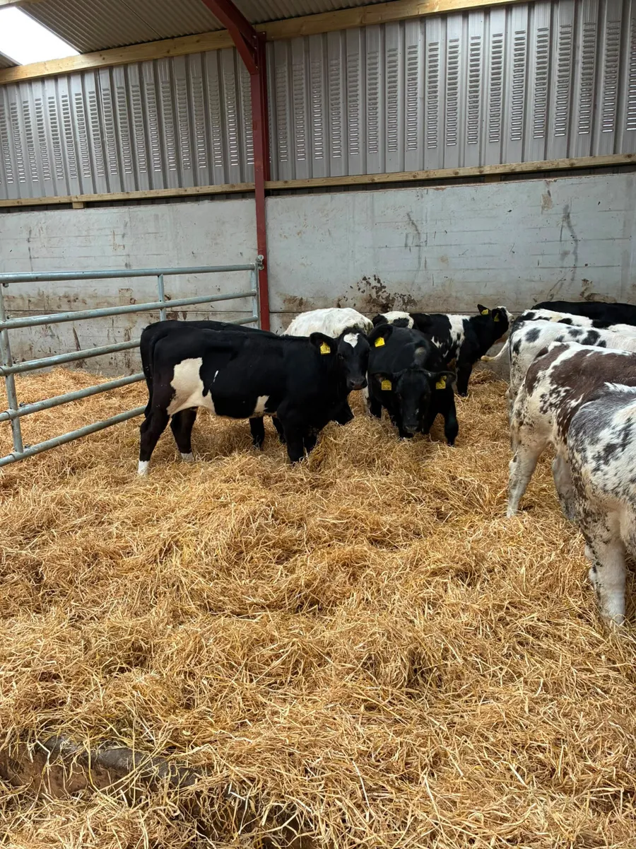 Blue and Angus heifers - Image 4