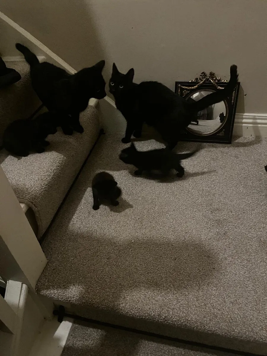 Kittens for sale - Image 1