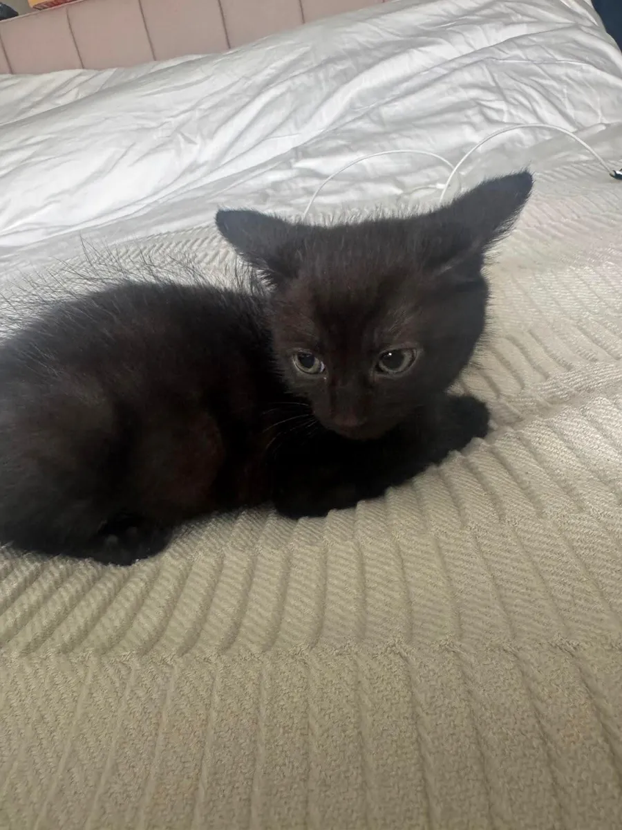 Kittens for sale - Image 3