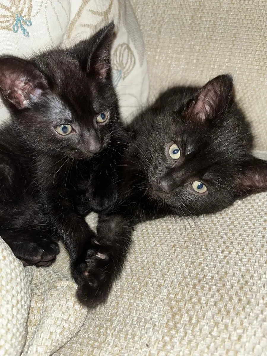 Kittens for sale - Image 4