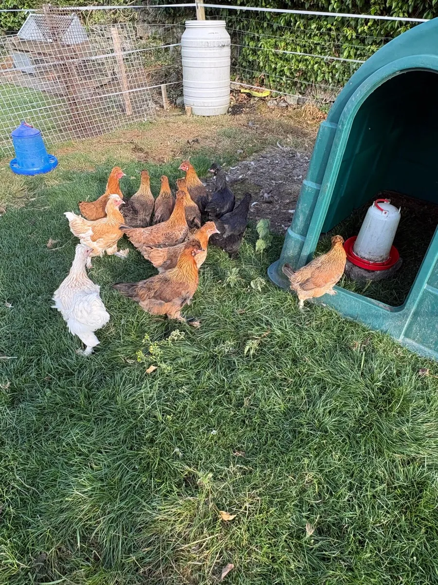 Point of lay pullets - Image 3