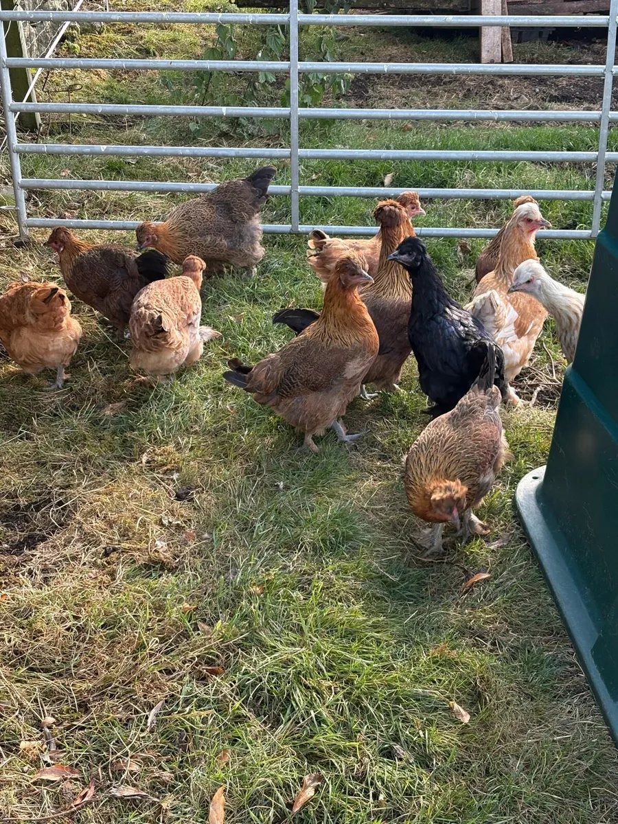 Point of lay pullets - Image 1