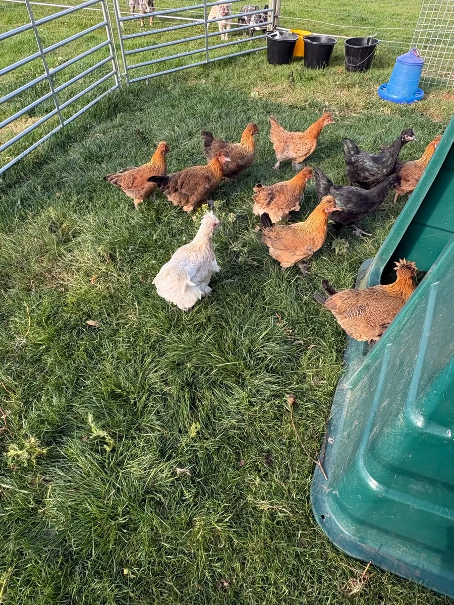 Point of lay pullets - Image 2